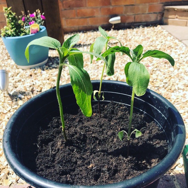 Plant image Helianthus annuus 'Earth Walker'