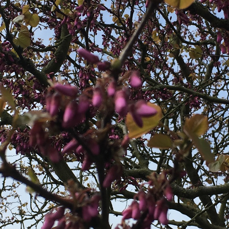 Plant image Lawsonia inermis