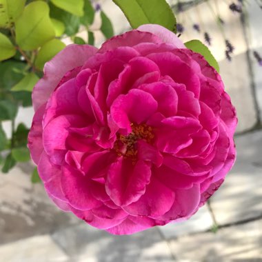 Rose 'Gertrude Jekyll' (Shrub)