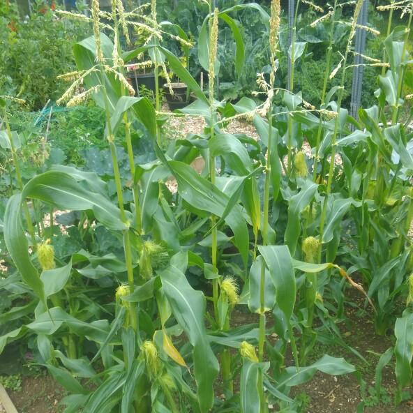 Plant image Zea mays var. saccharata 'Prelude F1'