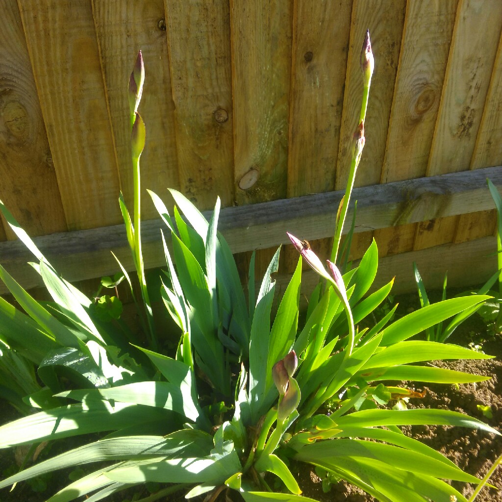 Plant image Iris chrysographes Black-Flowered syn. Iris chrysographes Black-form