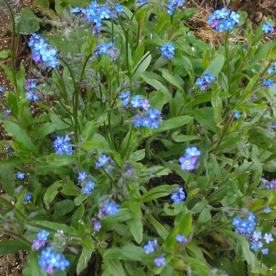 Plant image Brunnera macrophylla 'Alexanders Great'