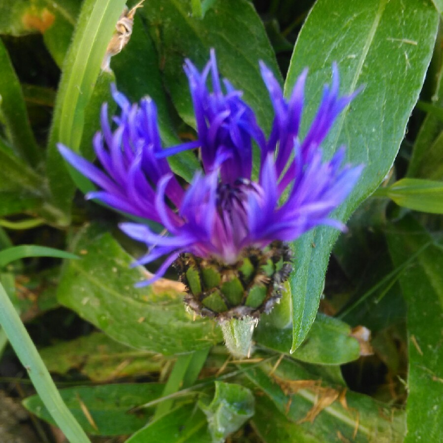 Centaurea montana