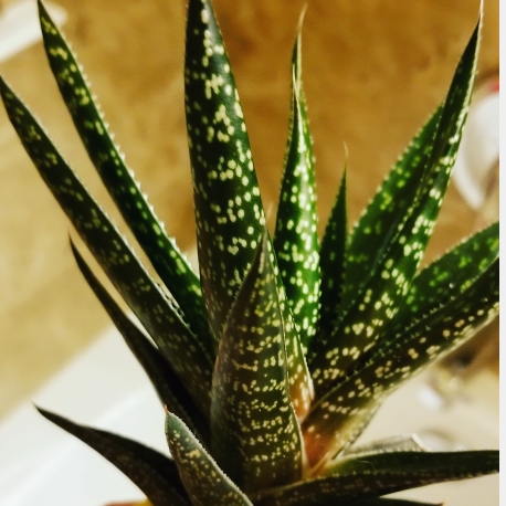 Plant image Gasteria Kyaka