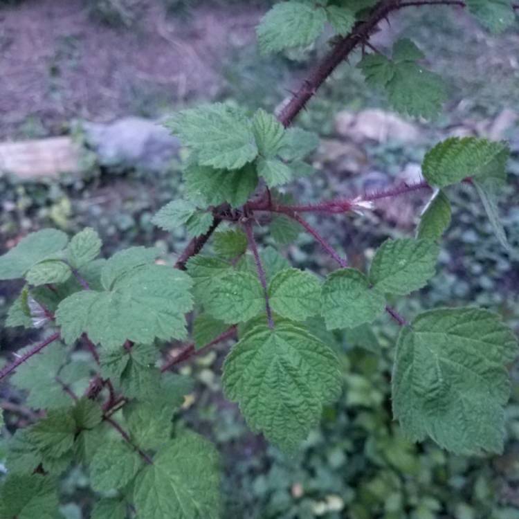 Plant image Rubus phoenicolasius