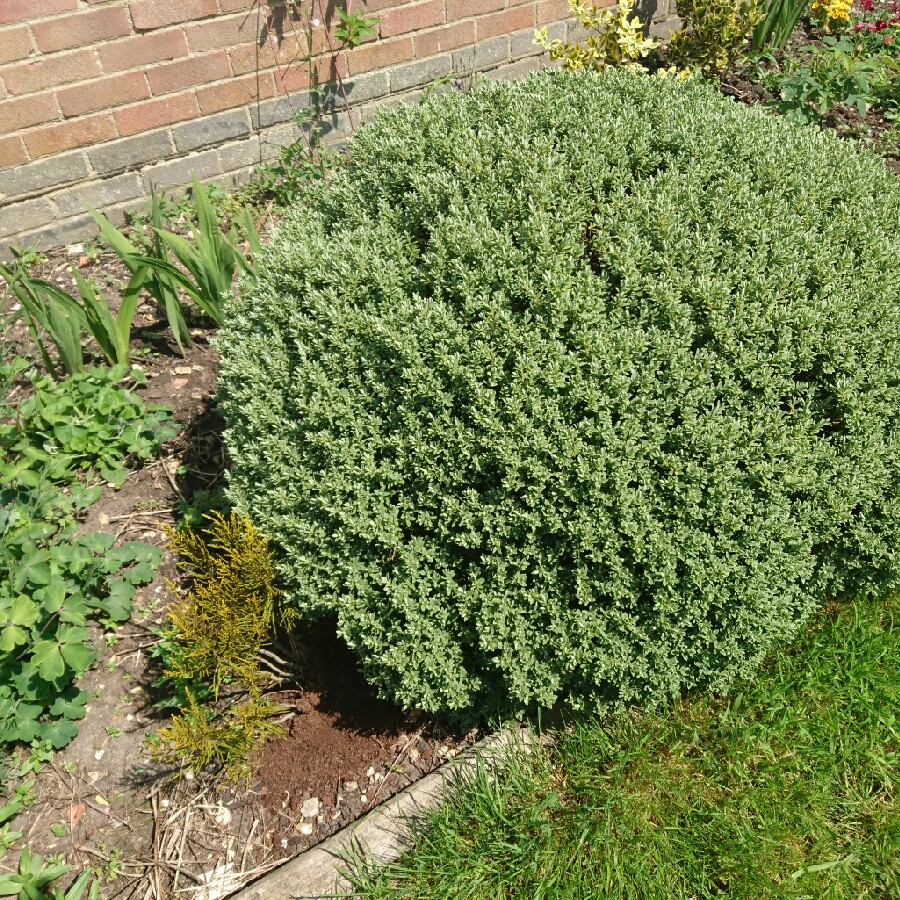 Plant image Hebe 'Emerald Green' syn. Hebe 'Green Globe'