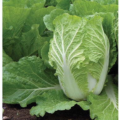 Plant image Brassica Rapa var Chinensis 'Yuushou' F1