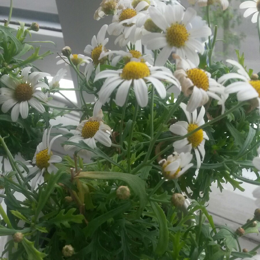 Plant image Argyranthemum frutescens