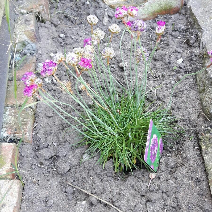 Variegated Thrift 'Nifty Thrifty'