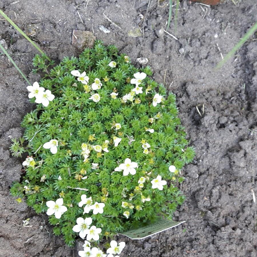 Saxifrage 'White Pixie'