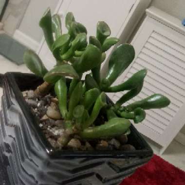 Crassula ovata 'Gollum'