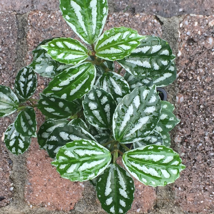 Plant image Pilea cadierei 'Minima'