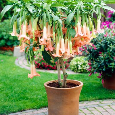 Plant image Brugmansia versicolor 'Ecuador Pink'