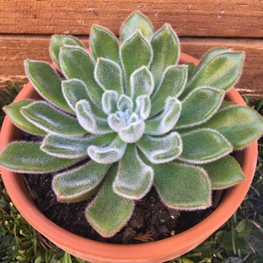 Echeveria 'Doris Taylor'