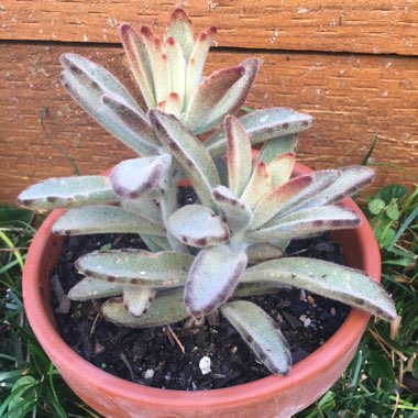 Kalanchoe 'Tomentosa'