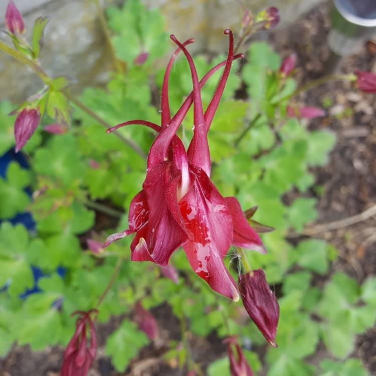 Plant image Aquilegia hybrida 'Crimson Star'