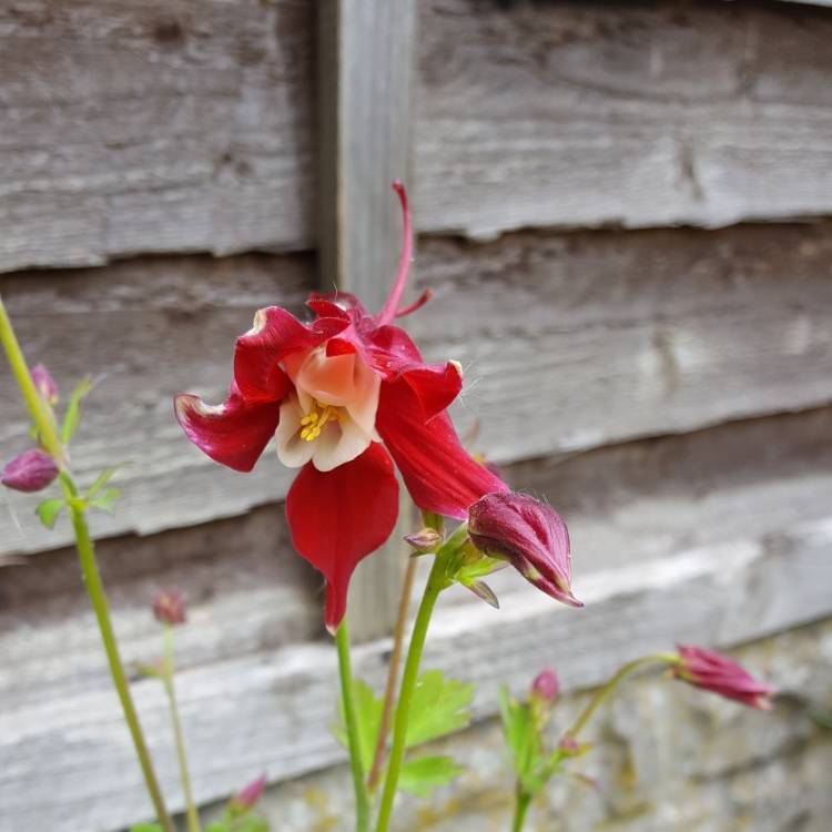 Plant image Aquilegia hybrida 'Crimson Star'