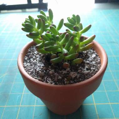 Sedum pachyphyllum