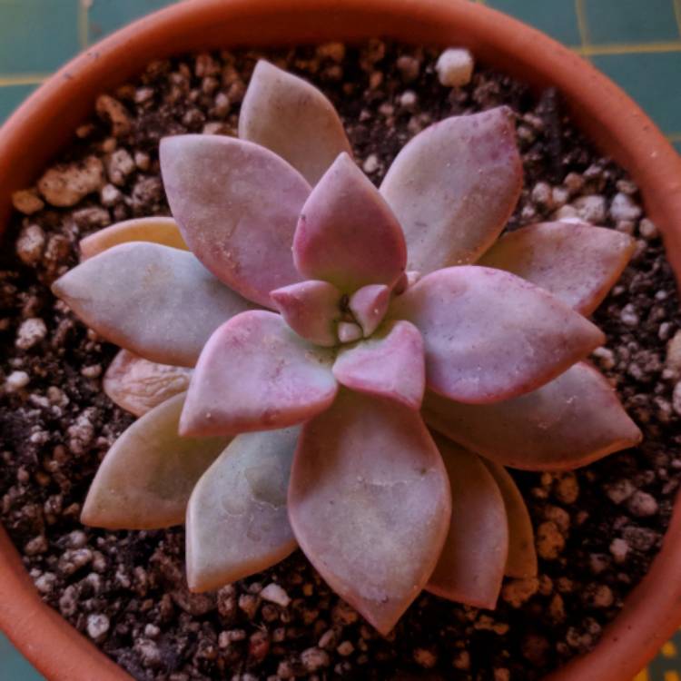 Plant image Graptopetalum Marquise de Sevigne