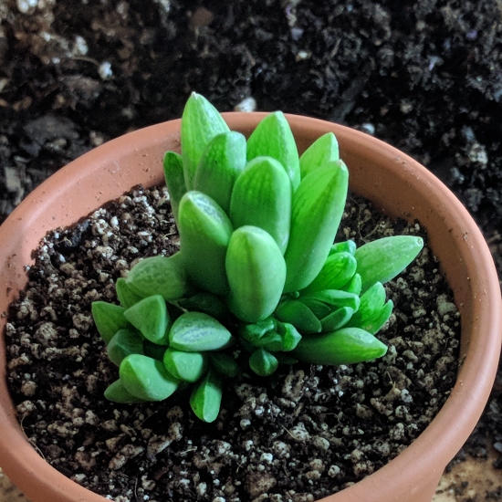 Plant image Haworthia Turgida