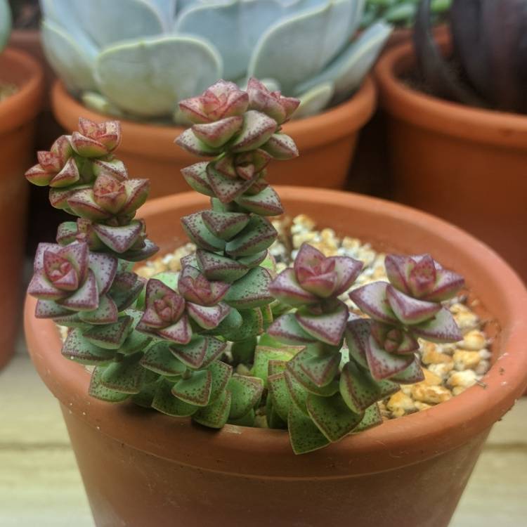 Plant image Crassula 'Green Pagoda'