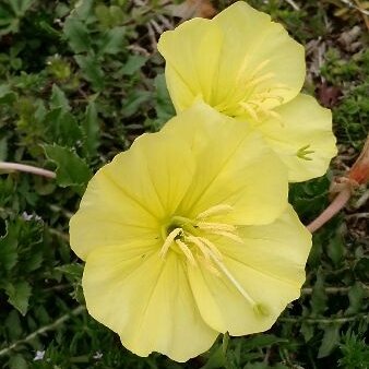 Plant image Oenothera missouriensis