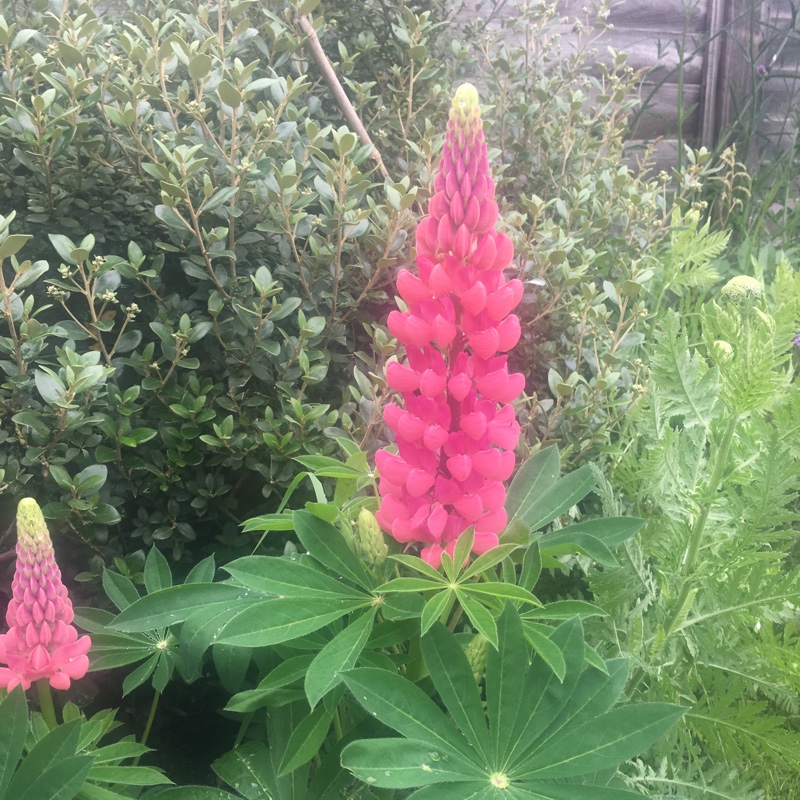 Plant image Lupinus 'Red Rum'