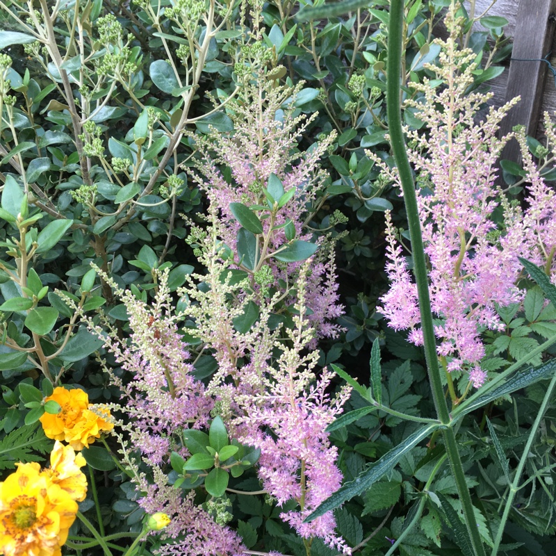 Plant image Astilbe simplicifolia 'Sprite'