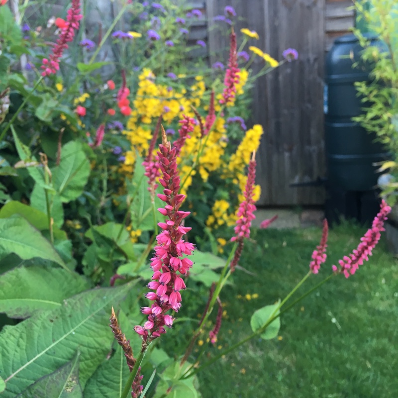 Plant image Persicaria amplexicaulis 'Firedance'