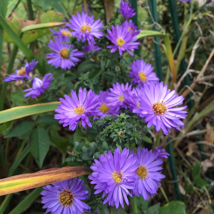 Plant image Aster lateriflorus 'Lady In Blue'