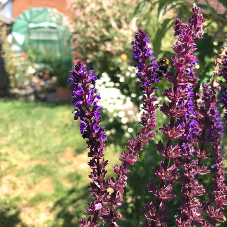 Plant image Salvia x sylvestris 'Mainacht' syn. Salvia x sylvestris 'May Night'