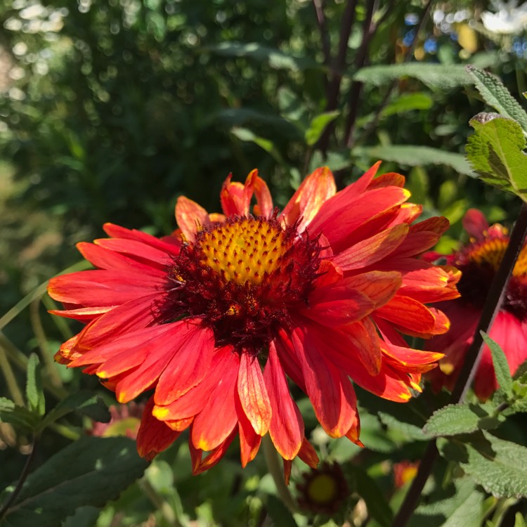 Plant image Gaillardia x grandiflora 'Burgunder' syn. Gaillardia 'Burgunder', Gaillardia x grandiflora 'Burgundy', Gaillardia 'Burgundy'