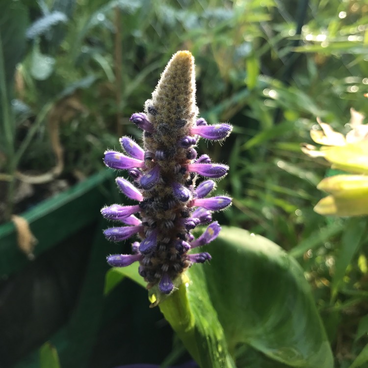 Plant image Pontederia cordata