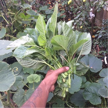 Amaranthus Viridis Callaloo