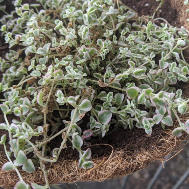 Plant image Crassula Pellucida Subsp. Marginalis 'Minima Albovariegata' 