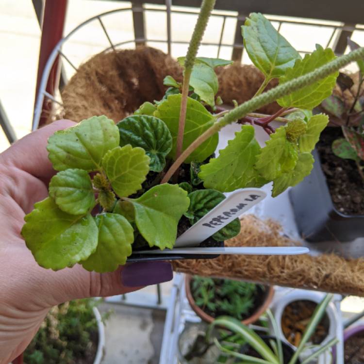 Plant image Plectranthus verticillatus