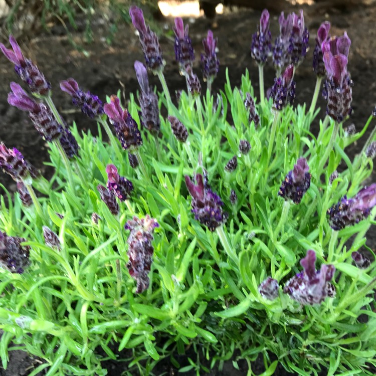 Plant image Lavandula stoechas 'Anouk' (Anouk Series)