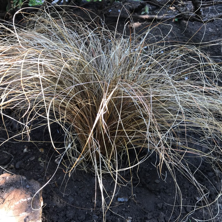 Plant image Carex comans 'Bronze form'