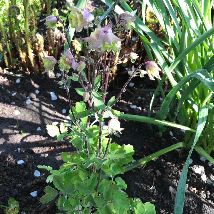 Plant image Aquilegia 'Spring Magic'