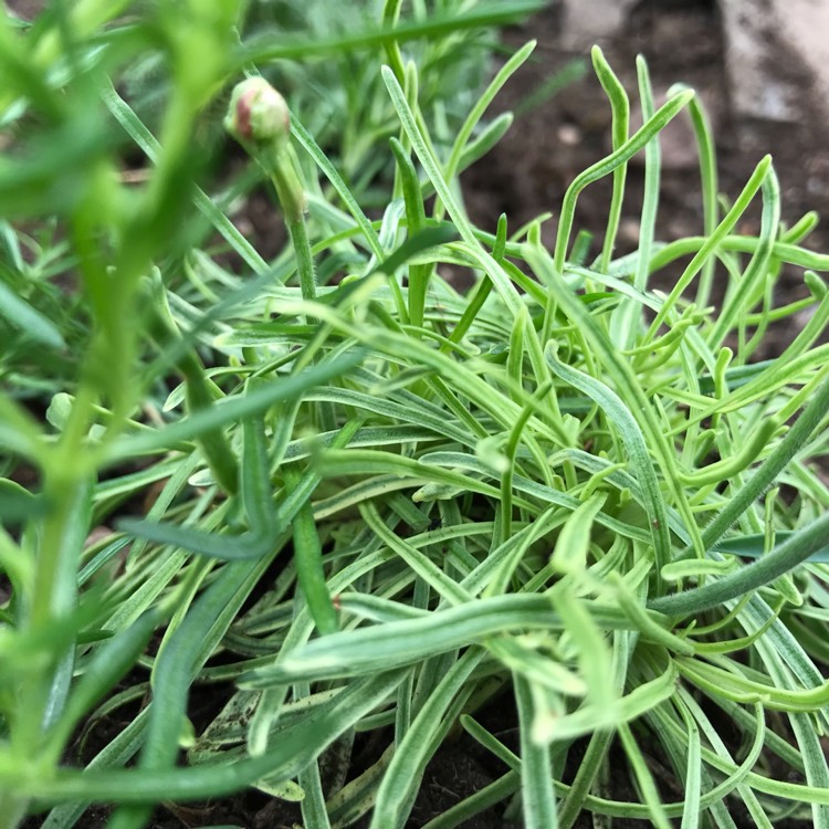 Plant image Armeria maritima 'Nifty Thrifty'