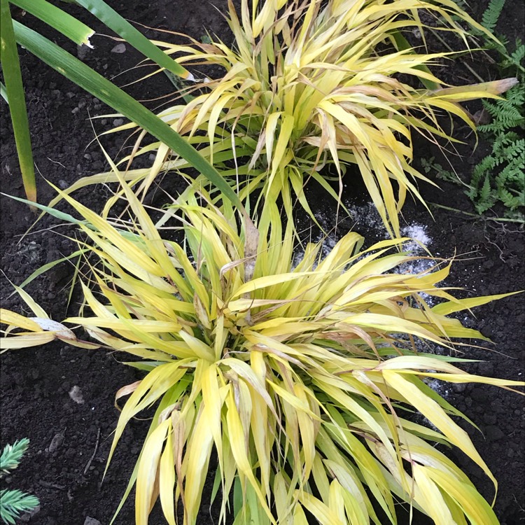 Plant image Hakonechloa macra 'All Gold'