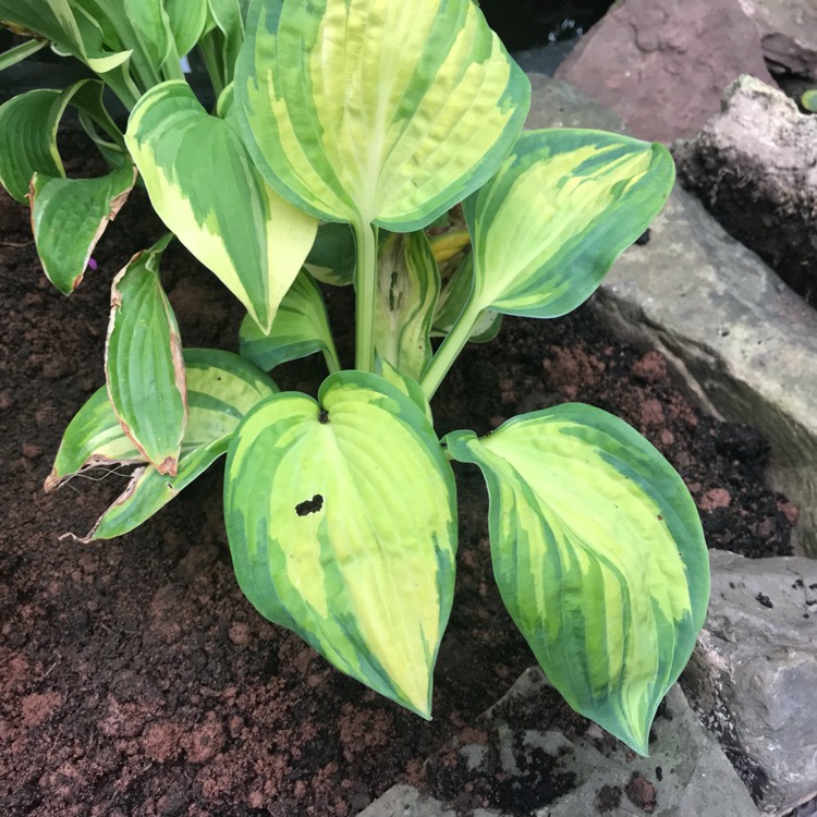 Plant image Hosta 'Great Expectations'