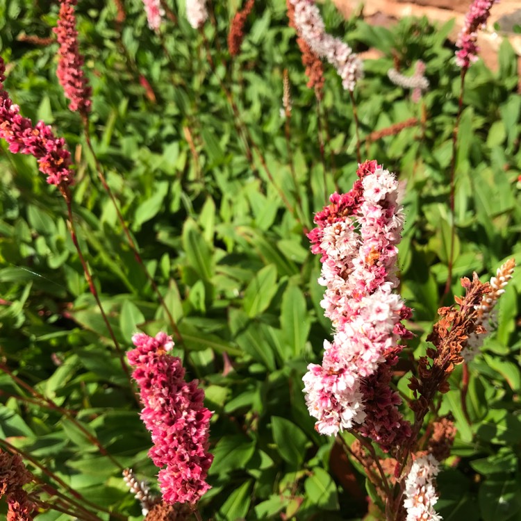 Plant image Persicaria