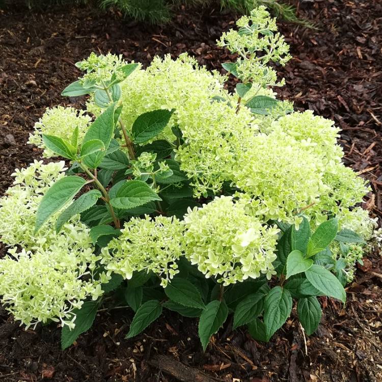 Plant image Hydrangea paniculata