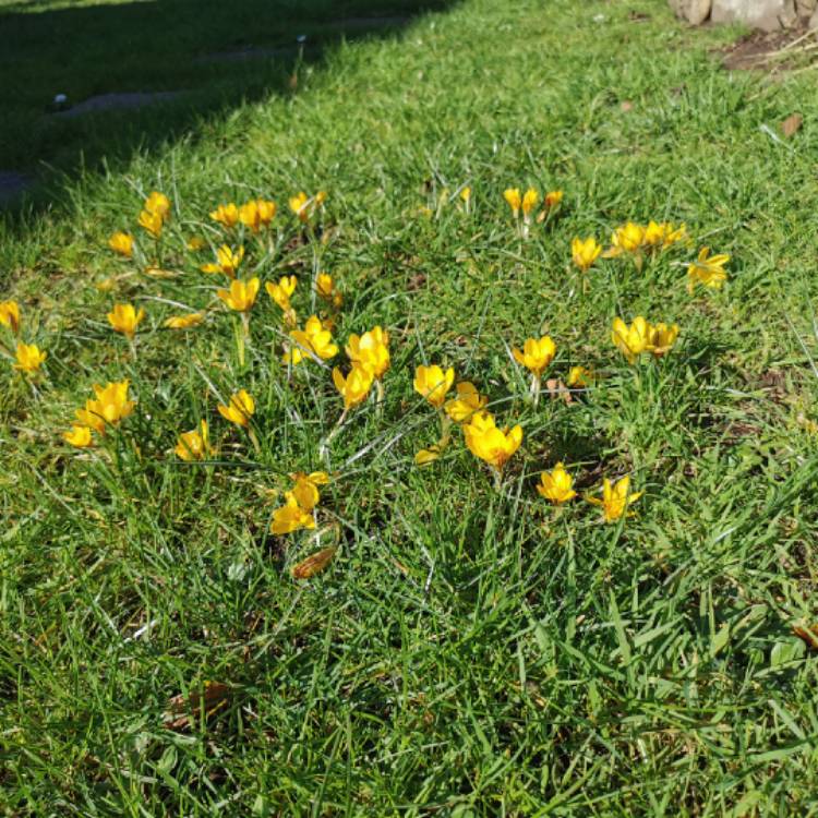 Plant image Crocus chrysanthus 'Fuscotinctus'