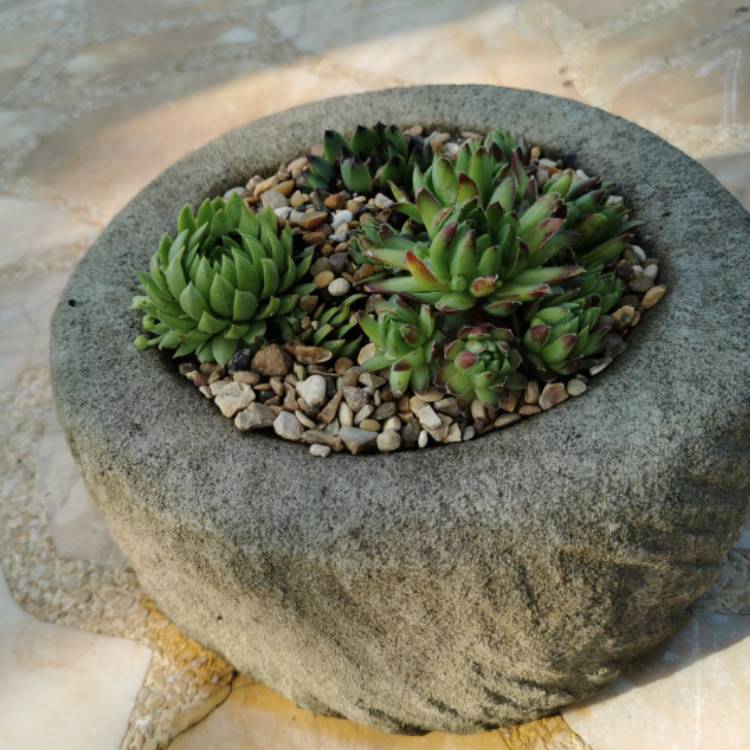 Plant image Sempervivum Jovibarba Allionii