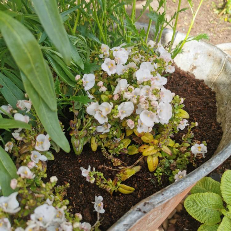 Plant image Diascia 'Juliet White'