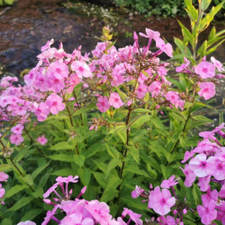 Plant image Phlox paniculata 'Sweet Summer™ Surprise'