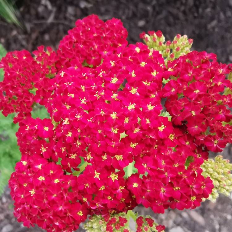 Plant image Achillea millefolium 'Strawberry Seduction'