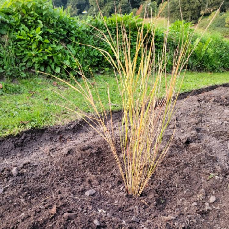 Plant image Anemanthele lessoniana syn. Stipa arundinacea